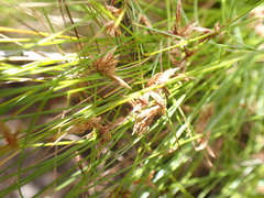 Ficinia fascicularis