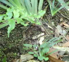 Ecchlorolestes nylephtha