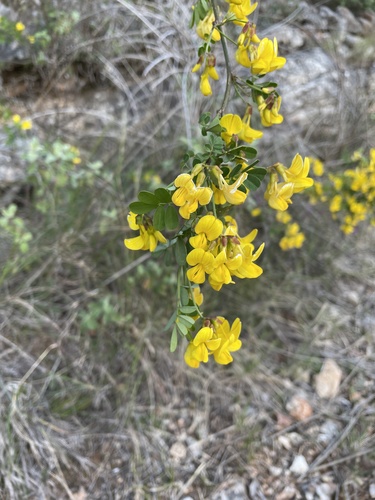 Šibika žuta (Hippocrepis emerus)
