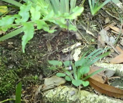 Ecchlorolestes nylephtha