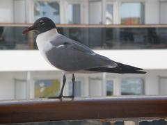 Leucophaeus atricilla