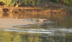 Crocodylus johnstoni