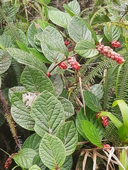 Cavendishia axillaris