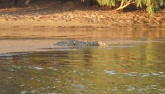 Crocodylus johnstoni