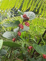 Cavendishia axillaris