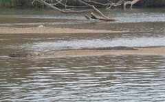 Crocodylus johnstoni