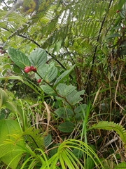 Cavendishia axillaris