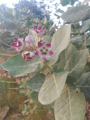 Calotropis procera