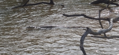 Crocodylus johnstoni