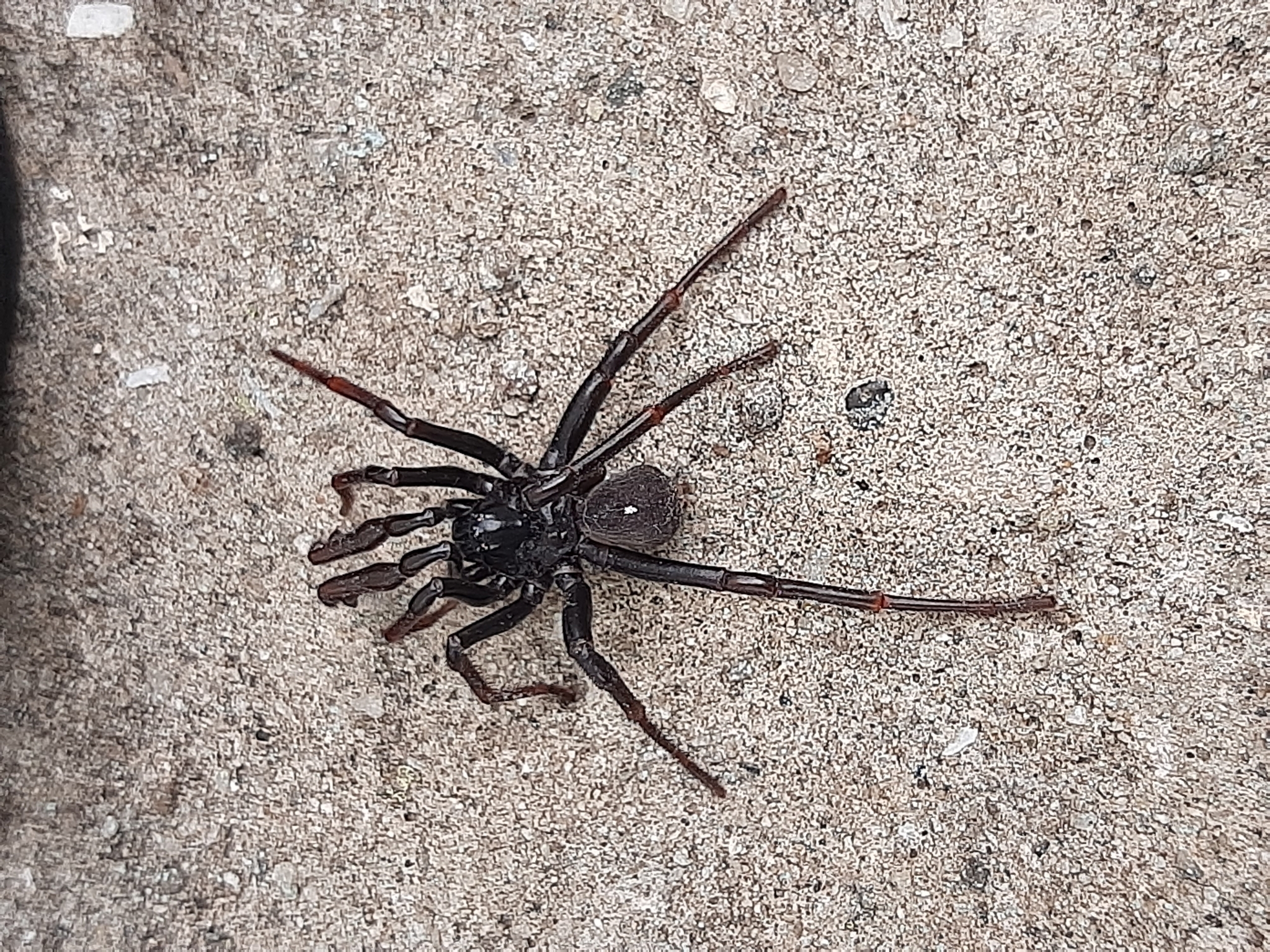 Actinopus robustus (O.Pickard-Cambridge, 1892)
