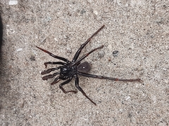 Actinopus robustus