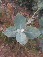 Calotropis procera
