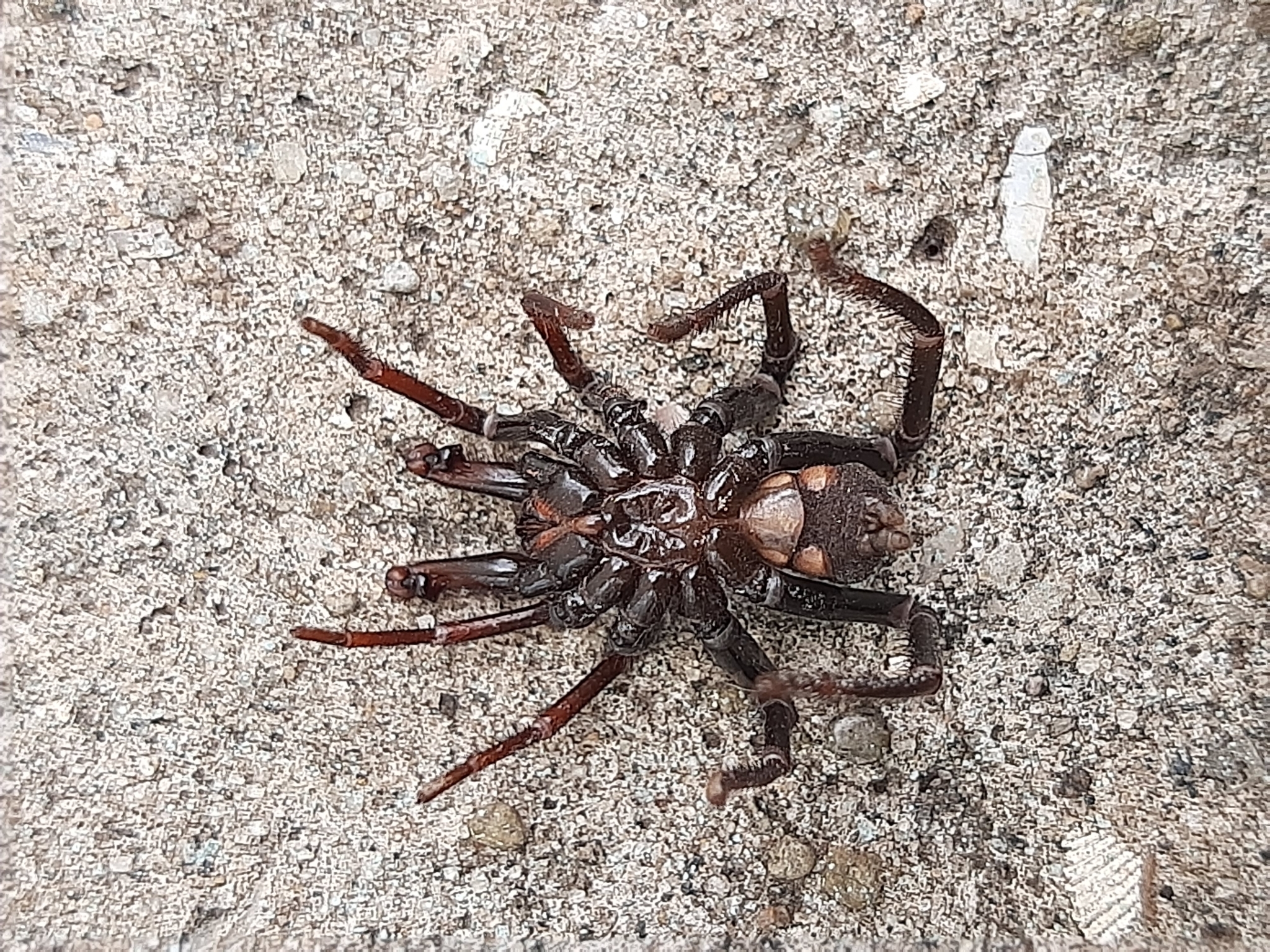 Actinopus robustus (O.Pickard-Cambridge, 1892)