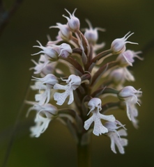 Neotinea conica
