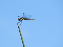 Tramea cophysa
