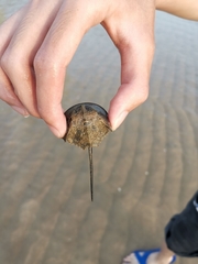 Carcinoscorpius rotundicauda