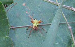 Micrathena furcata