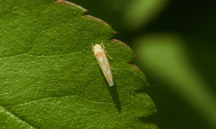 Zygina yamashiroensis