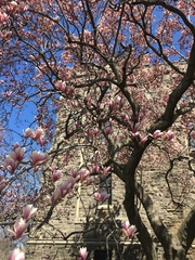 Magnolia × soulangeana