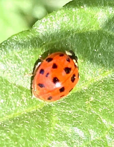 iNaturalist observation photo of Asian Lady Beetle