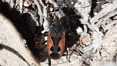 Rhyparochromus