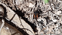 Rhyparochromus