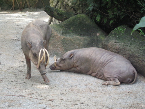 Sulawesi Babirusa