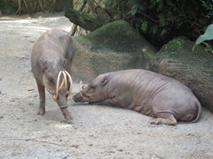 North Sulawesi Babirusa photo 2