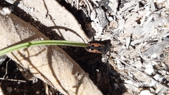 Rhyparochromus