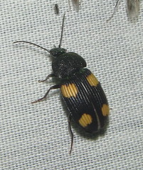 Craspedophorus