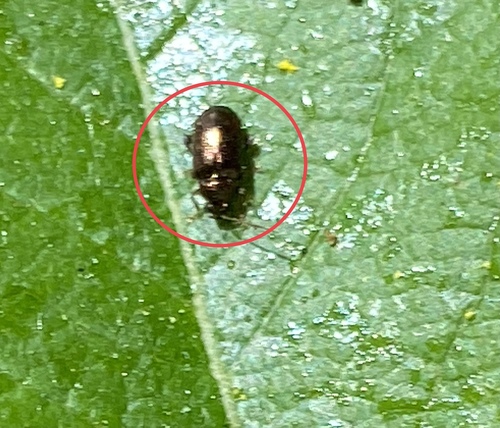 iNaturalist observation photo of Beetles