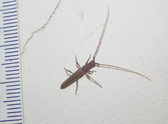 Listrocerum aeolis