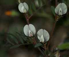 Vicia lutea
