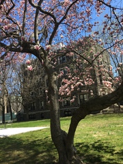 Magnolia × soulangeana