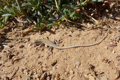 Acanthodactylus