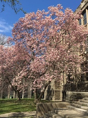 Magnolia × soulangeana