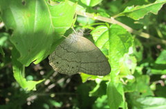 Paryphthimoides poltys