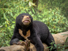 Sun Bear photo 3