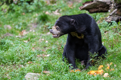 Sun Bear photo 5
