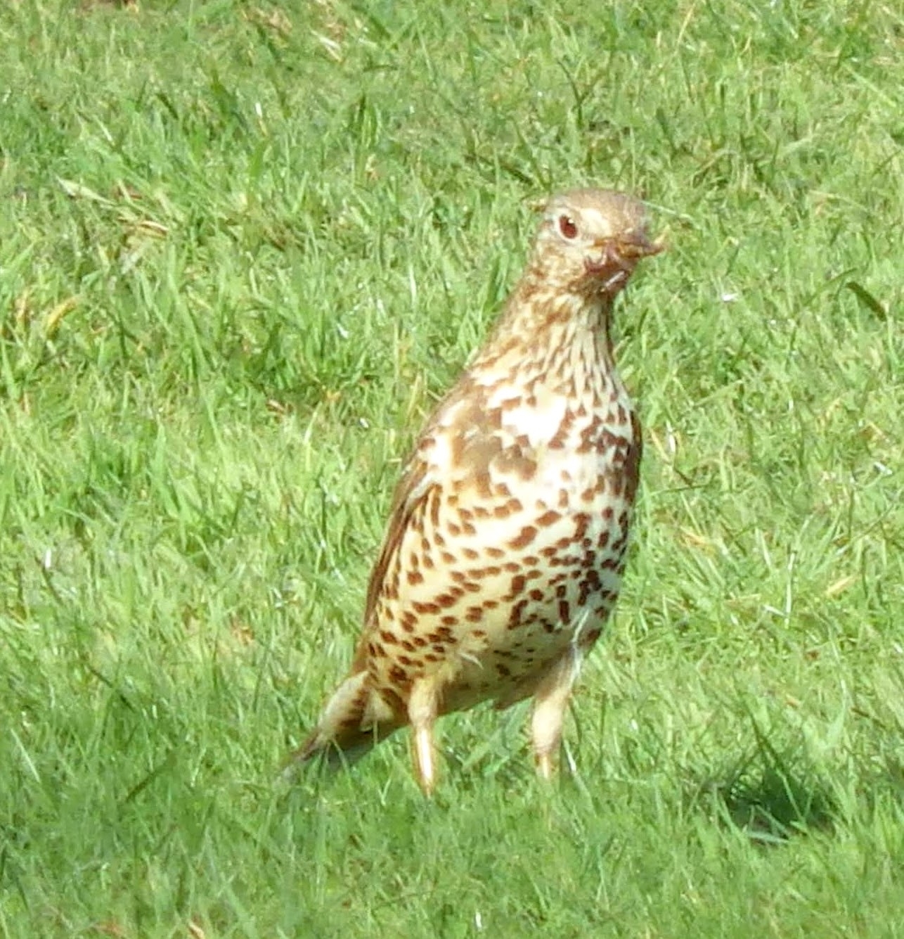 Mistle Thrush