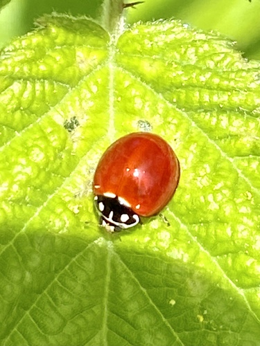 iNaturalist observation photo of Spotless Lady Beetle