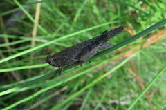 Abracris dilecta