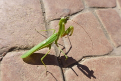 Sphodromantis viridis