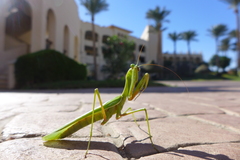 Sphodromantis viridis