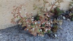 Sedum album