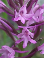 Anacamptis pyramidalis