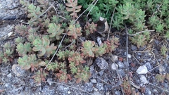 Sedum album