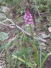 Anacamptis pyramidalis