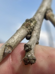 Neuroterus vesicula