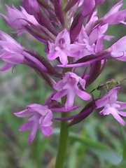 Anacamptis pyramidalis